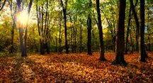 Alberi_Bosco__ThinkstockPhotos-493766670